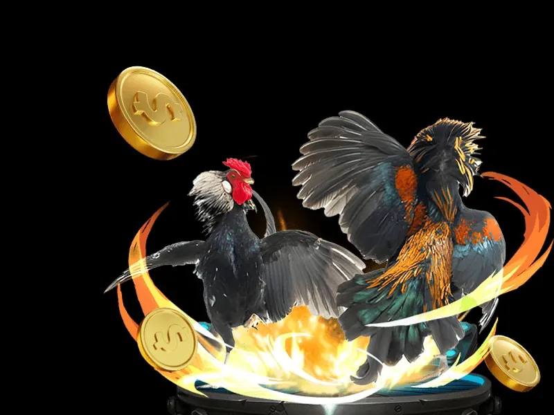 Hình ảnh các trận đá gà trực tuyến gay cấn tại banca28.